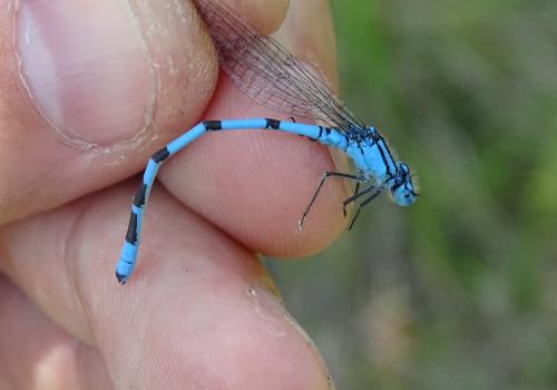 Enallagma cyathigerum